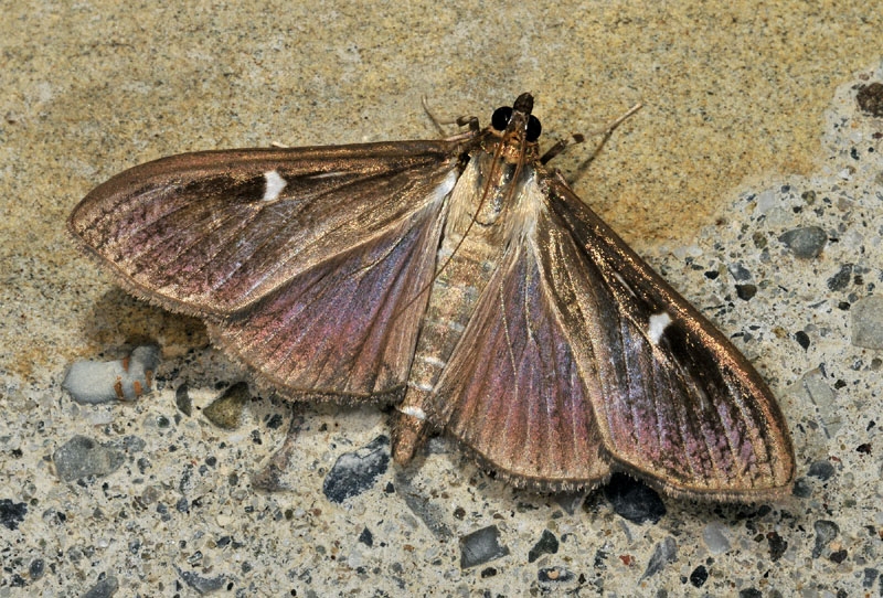 Cydalima perspectalis - Piralide del bosso  (Crambidae)